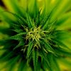 A flowering, green cannabis plant